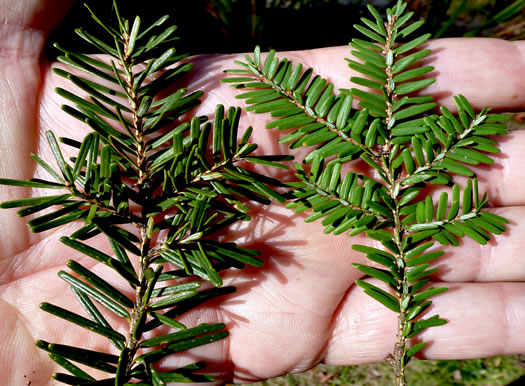 image of Tsuga caroliniana, Carolina Hemlock, Crag Hemlock