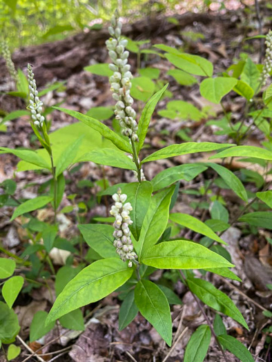 image of Polygala senega +, Seneca Snakeroot