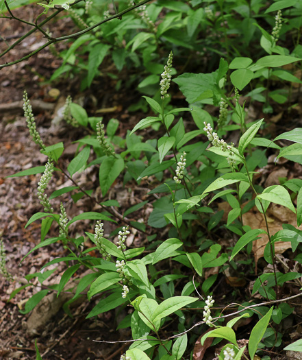 image of Polygala senega +, Seneca Snakeroot