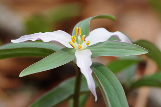 Trillium pusillum +, Carolina Least Trillium, Virginia Dwarf Trillium, Aiken Least Trillium