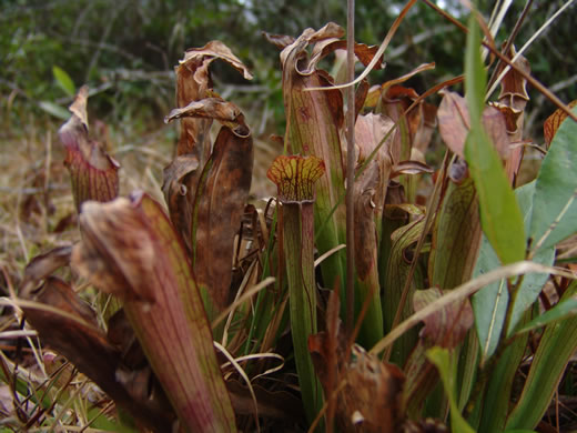 image of Sarracenia rubra ssp. rubra, Carolina Sweet Pitcherplant, Carolina Redflower Pitcherplant, Red Pitcherplant, Sweet Pitcherplant