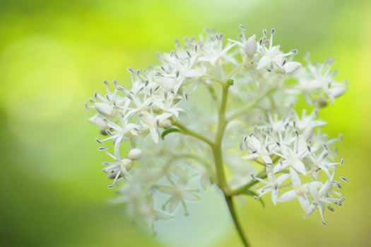 image of Swida asperifolia, Eastern Roughleaf Dogwood