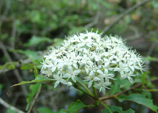 image of Swida foemina, Southern Swamp Dogwood