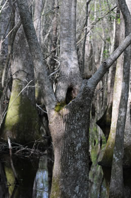 image of Nyssa aquatica, Water Tupelo, Cotton Gum, Tupelo Gum