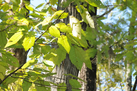 image of Nyssa aquatica, Water Tupelo, Cotton Gum, Tupelo Gum