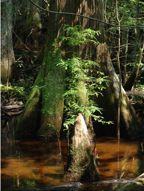 image of Taxodium distichum, Bald Cypress