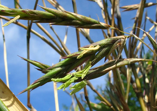 image of Arundinaria gigantea, River Cane, Giant Cane