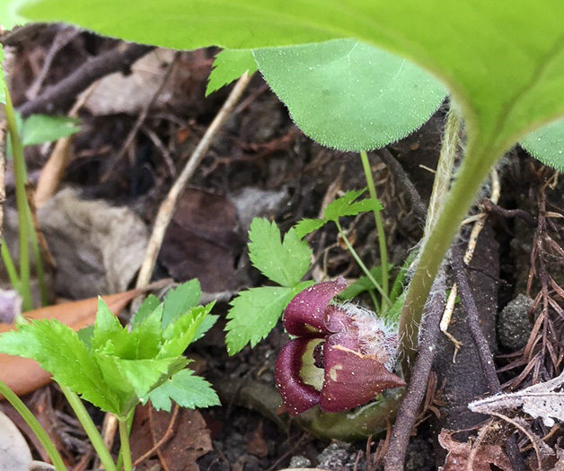 image of Asarum reflexum, Reflexed Wild Ginger