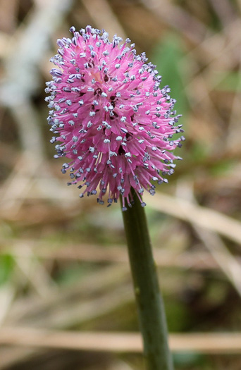 image of Helonias bullata, Swamp Pink