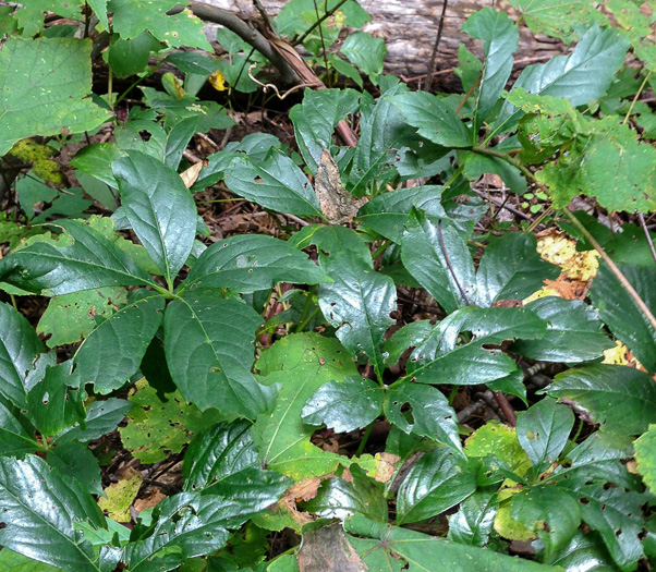 Parthenocissus inserta, Thicket Creeper, Woodbine