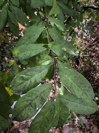 image of Sideroxylon lycioides, Buckthorn Bumelia, Buckthorn Bully, Carolina Buckthorn