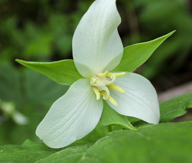 image of Trillium flexipes, Bent Trillium, Bent White Trillium, Bentstalk Trillium, Drooping Trillium