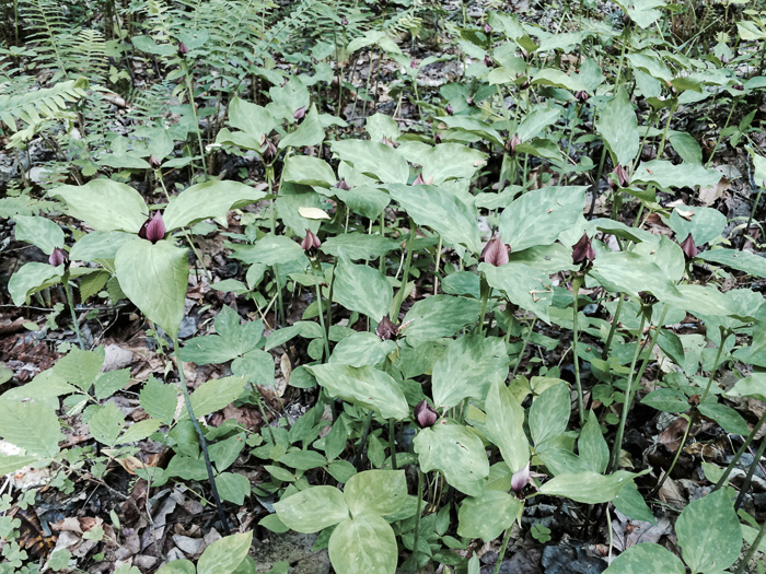 image of Trillium recurvatum, Prairie Trillium, Prairie Wake-robin, Recurved Trillium