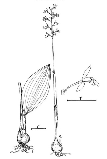 image of Aplectrum hyemale, Puttyroot, Adam-and-Eve