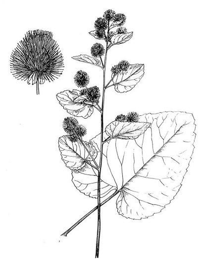 image of Arctium minus, Lesser Burdock, Common Burdock