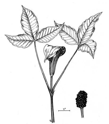 image of Arisaema species 2, Jack-in-the-Pulpit