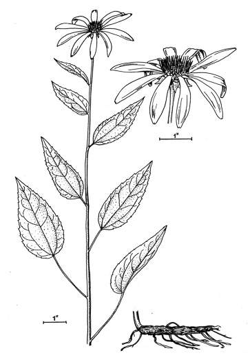 image of Echinacea purpurea, Eastern Purple Coneflower