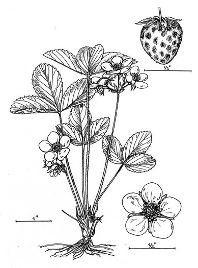 image of Fragaria virginiana, Wild Strawberry