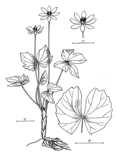 image of Jeffersonia diphylla, Twinleaf