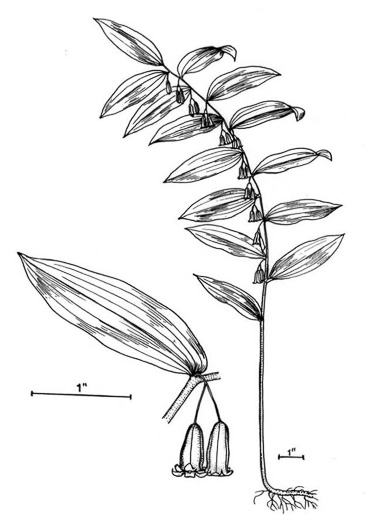 image of Polygonatum biflorum +, Smooth Solomon's Seal