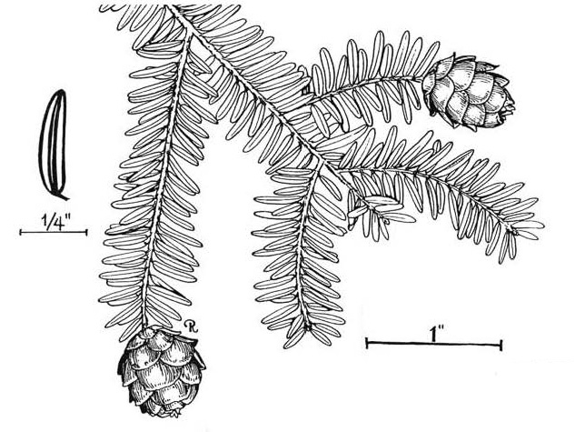 image of Tsuga canadensis, Eastern Hemlock, Canada Hemlock, Spruce Pine, Hemlock Spruce