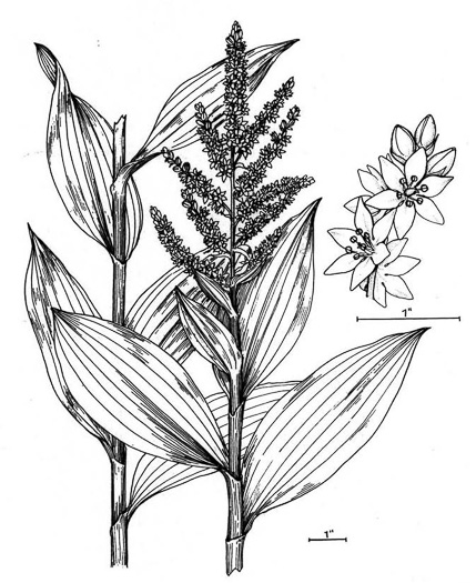 image of Veratrum viride, White-hellebore, Indian Poke, Green Hellebore, Cornhusk Lily