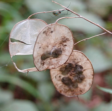 image of Lunaria annua, Money Plant, Annual Honesty, Silver-dollar Plant