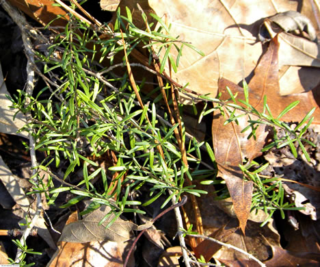 image of Conradina verticillata, Cumberland Rosemary