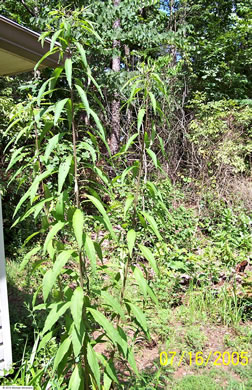 image of Vernonia gigantea, Tall Ironweed, Common Ironweed, Giant Ironweed