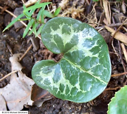 cordate leaf shape