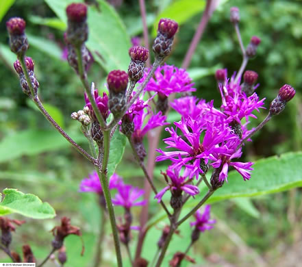 image of Vernonia gigantea, Tall Ironweed, Common Ironweed, Giant Ironweed