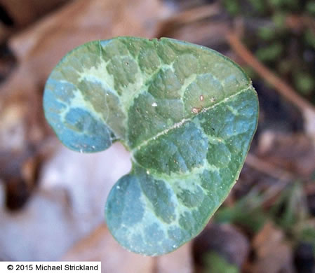 image of Hexastylis harperi, Harper's Heartleaf