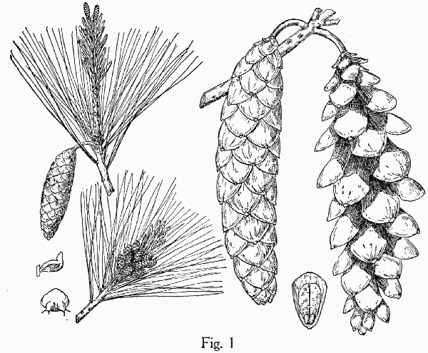 image of Pinus strobus, Eastern White Pine