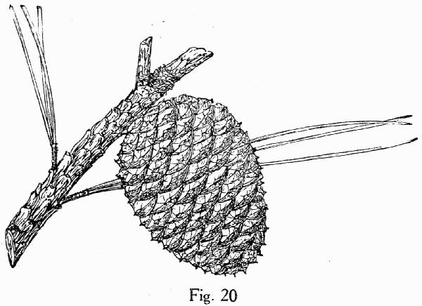 image of Pinus serotina, Pond Pine, Pocosin Pine, Marsh Pine