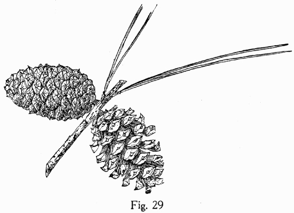 image of Pinus glabra, Spruce Pine, Walter's Pine