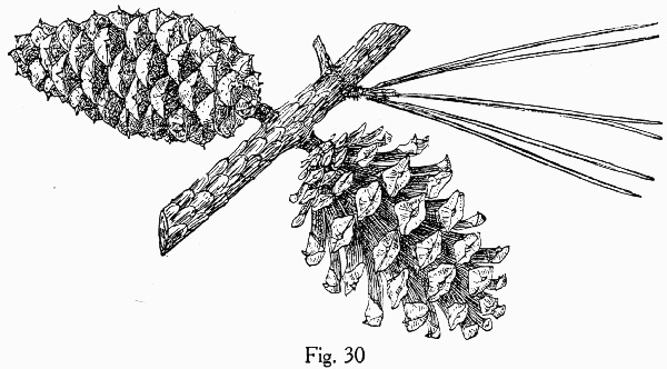 image of Pinus echinata, Shortleaf Pine, Yellow Pine, Rosemary Pine