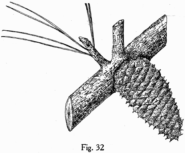 drawing of Pinus clausa, Sand Pine