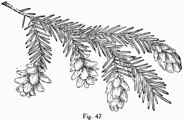 drawing of Tsuga caroliniana, Carolina Hemlock, Crag Hemlock