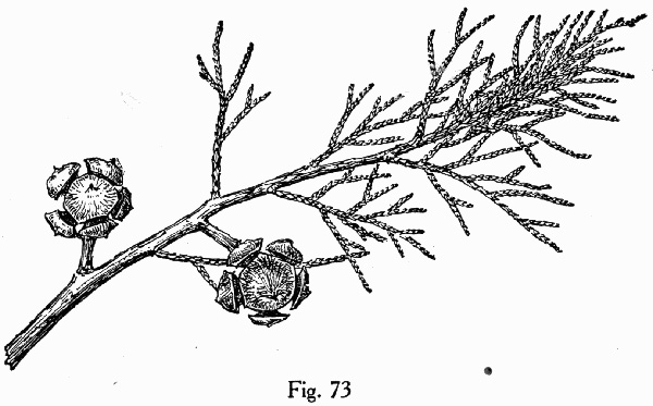 image of Hesperocyparis arizonica, Arizona Cypress