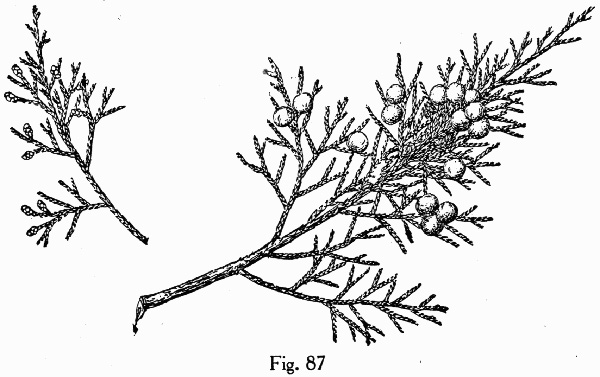 image of Juniperus virginiana, Eastern Red Cedar