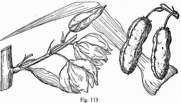 image of Yucca gloriosa, Mound-lily Yucca, Spanish Bayonet