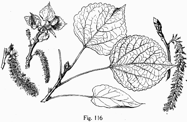 image of Populus tremuloides, Quaking Aspen