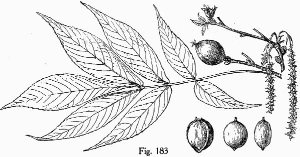 image of Carya ovalis, Red Hickory, Sweet Pignut Hickory