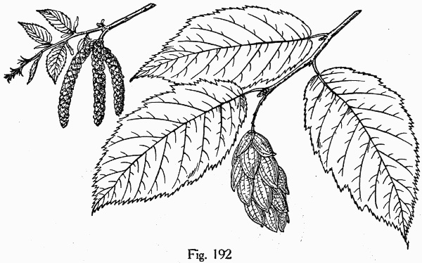 image of Ostrya virginiana, American Hop-hornbeam, Ironwood, Eastern Hop-hornbeam, Leverwood