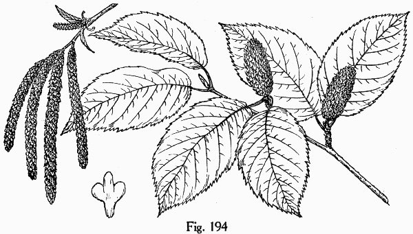 image of Betula lenta var. lenta, Sweet Birch, Cherry Birch, Black Birch, "Mahogany"