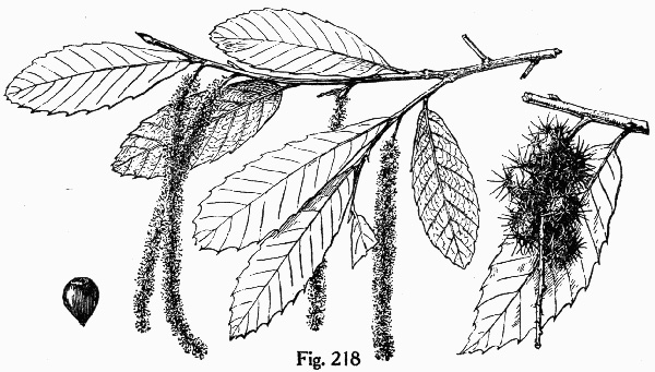 image of Castanea pumila, Common Chinquapin, Chinkapin, Allegheny Chinquapin