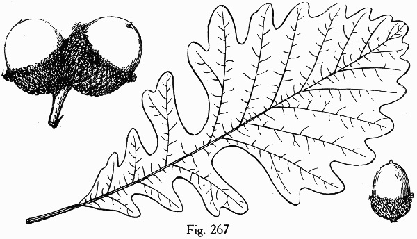 image of Quercus macrocarpa var. macrocarpa, Bur Oak, Mossycup Oak