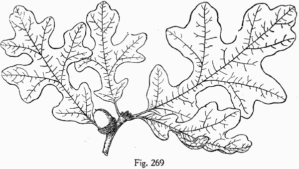 image of Quercus stellata, Post Oak