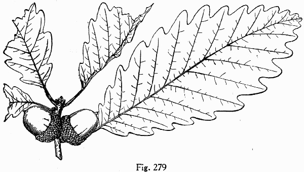 image of Quercus michauxii, Swamp Chestnut Oak, Basket Oak