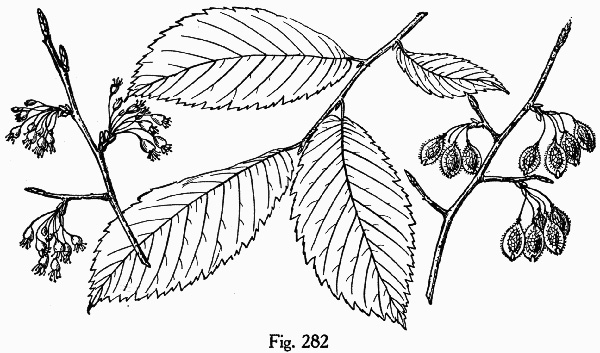 image of Ulmus americana var. americana, American Elm, White Elm